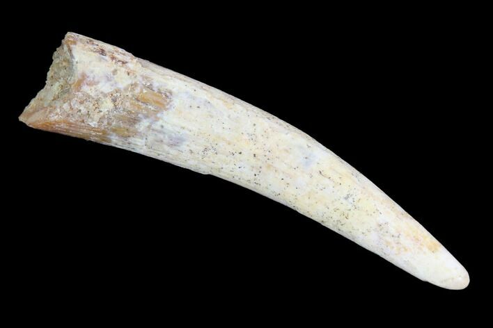 Pterosaur (Siroccopteryx) Tooth - Morocco #93168